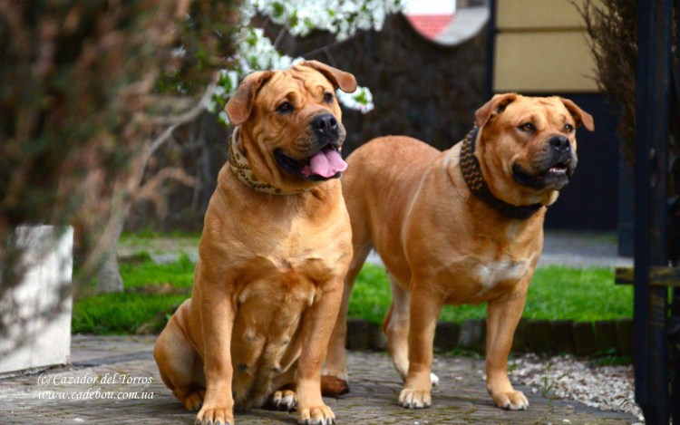 Кадебо тигровый окрас