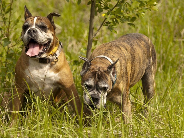 Кадебо Олений окрас