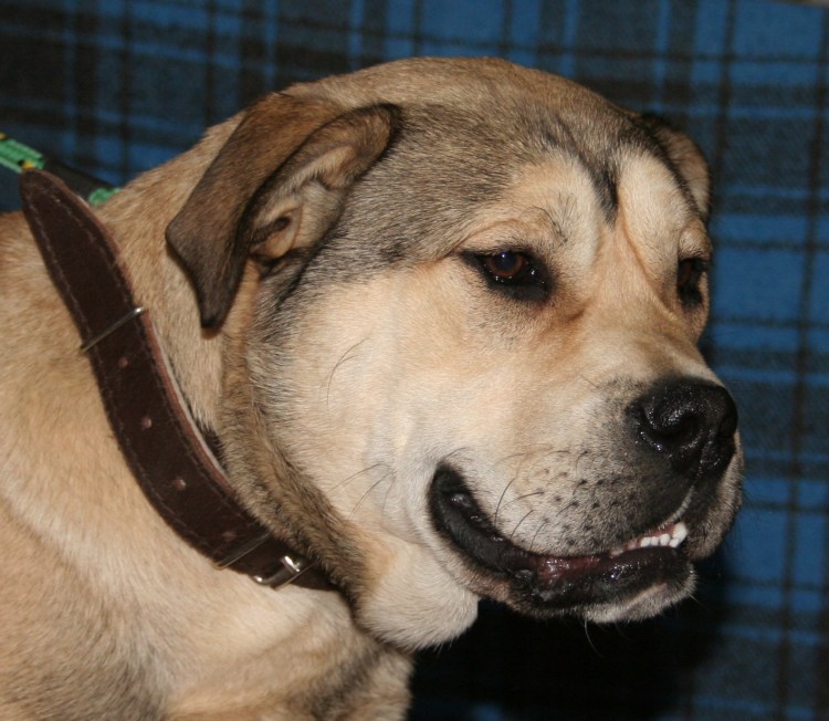 Порода ка де бо