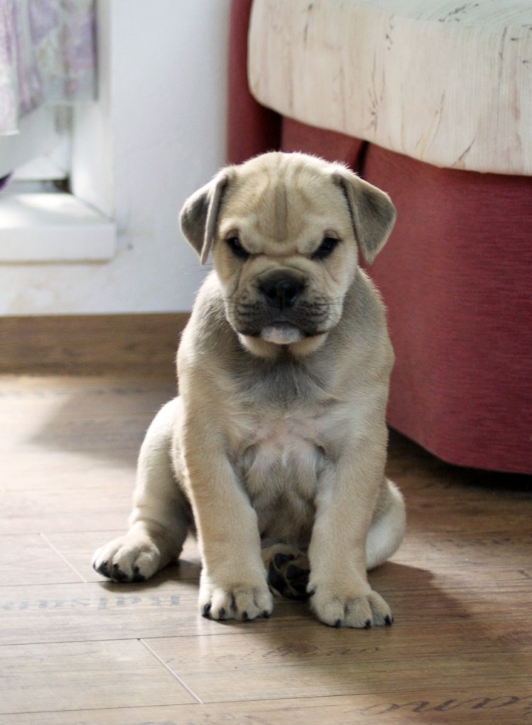 Мальорский бульдог ка де бо