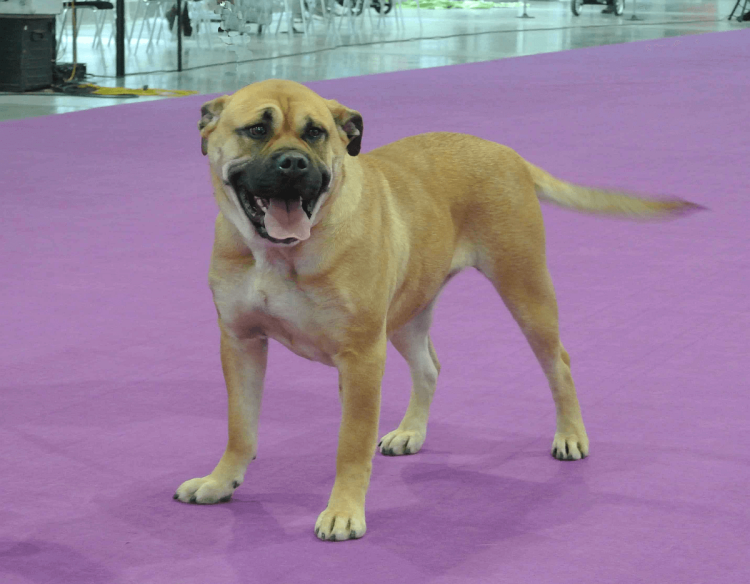 Кадебо с купированными ушами