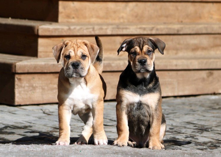 Майорский мастиф ка де бо