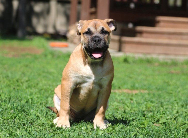 Кадебо рыжий