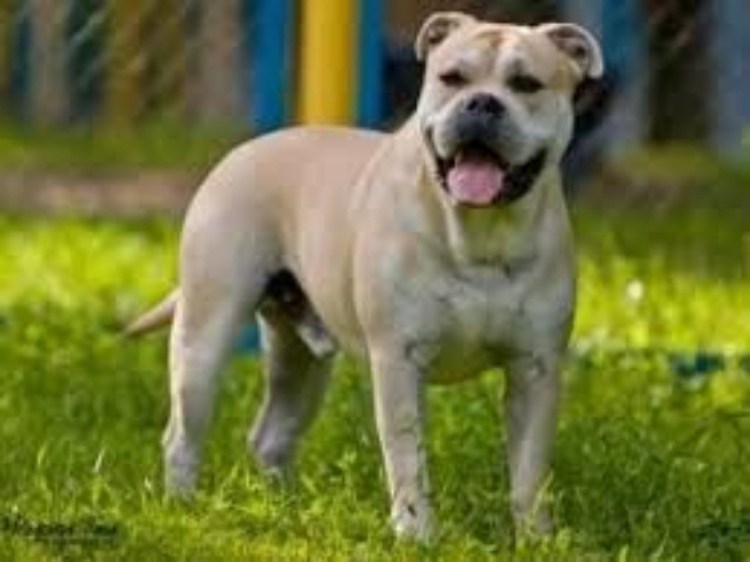 Кадебо порода собак