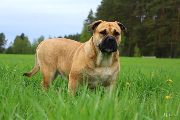Мастиф кадебо