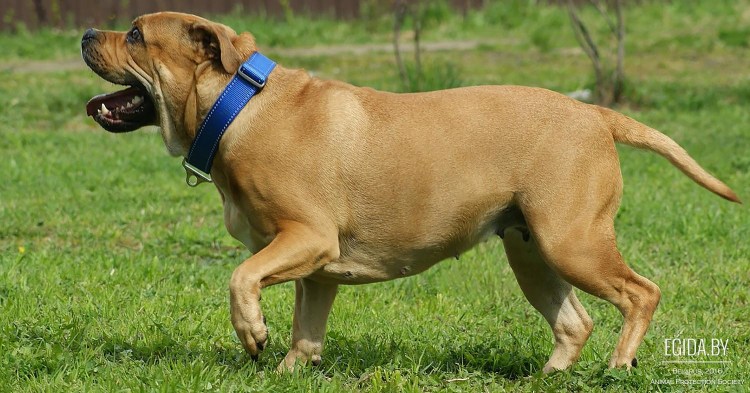 Кадебо порода собак