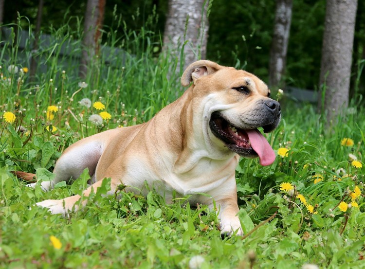 Кадебо порода собак