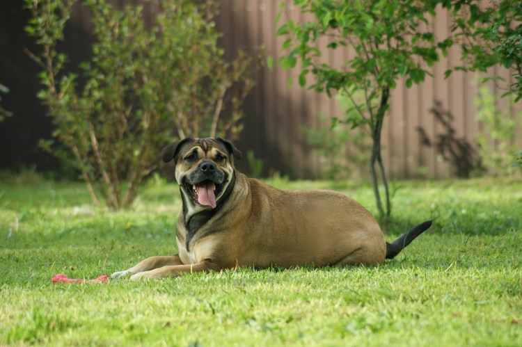 Ка-де-бо майорский бульдог