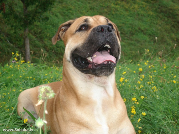 Мальтийский бульдог кадебо