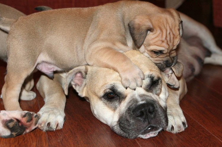 Жужа кадебо