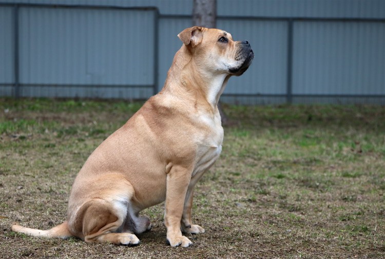 Кадебо собака