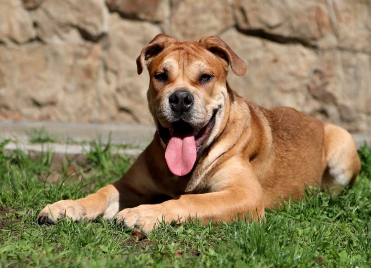 Кадебо собака