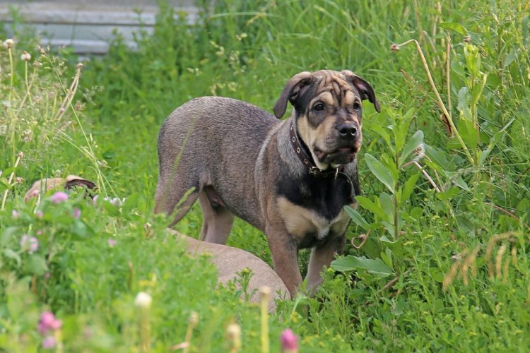 Мальтийский бульдог кадебо