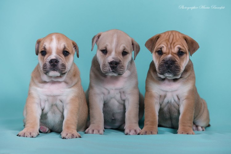 Кадебо редкая порода