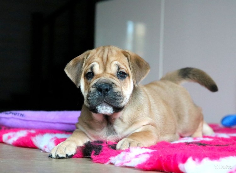Испанский бульдог кадебо