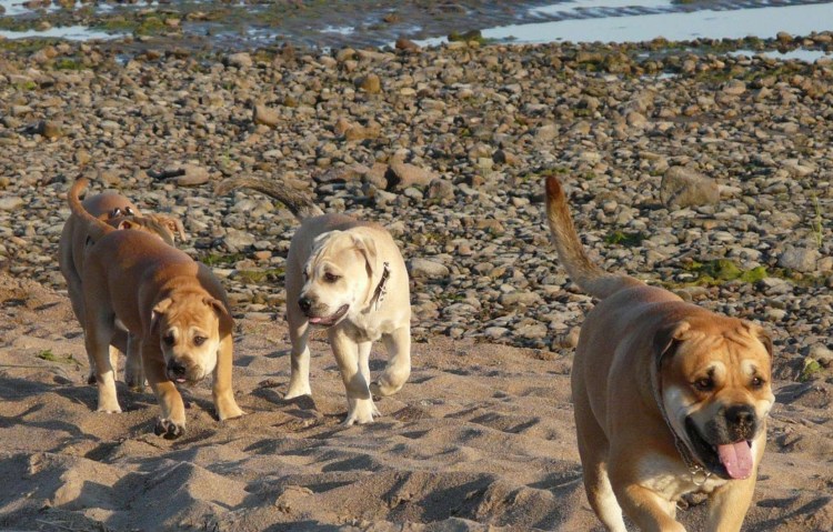 Мальтийский бульдог кадебо