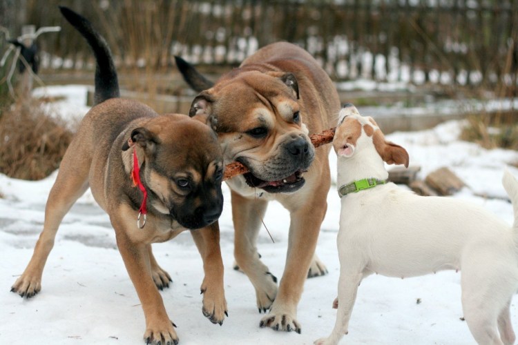 Мальтийский бульдог кадебо