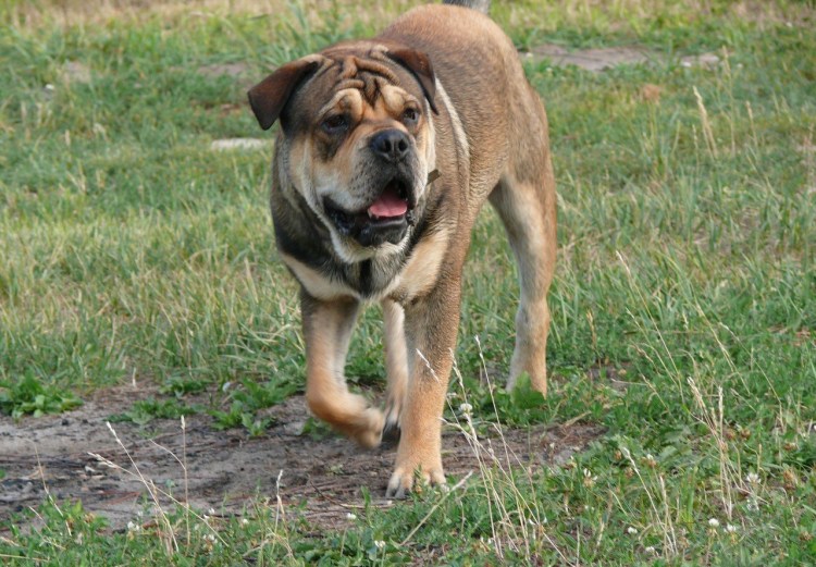 Испанский бульдог кадебо