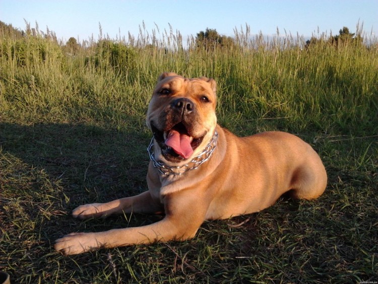 Кадебо майорский мастиф