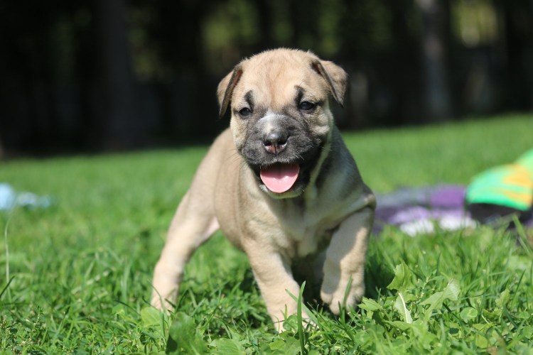 Кадебо Куба