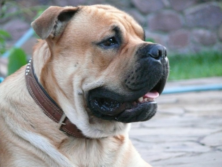 Ка де бо щенки