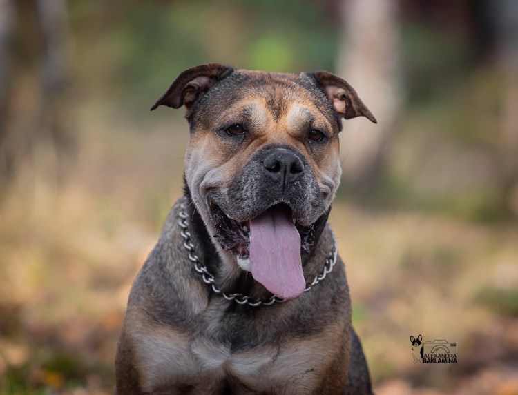 Кадебо редкая порода