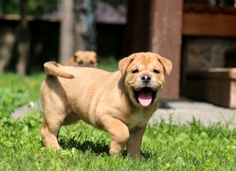 Мастиф кадебо