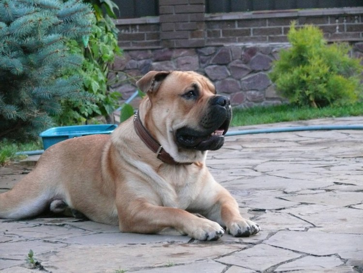 Ка де бо щенки