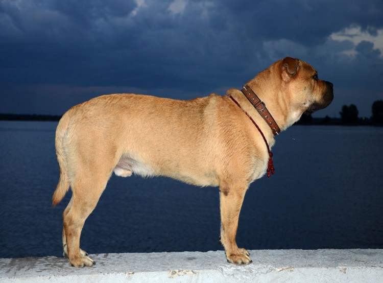 Мастиф кадебо