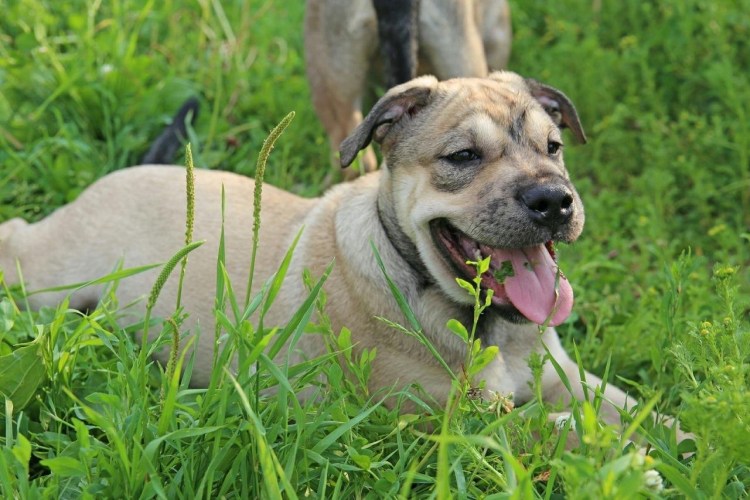 Испанский бульдог кадебо