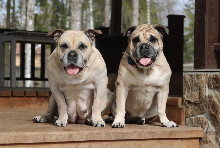 Мальорский мастиф