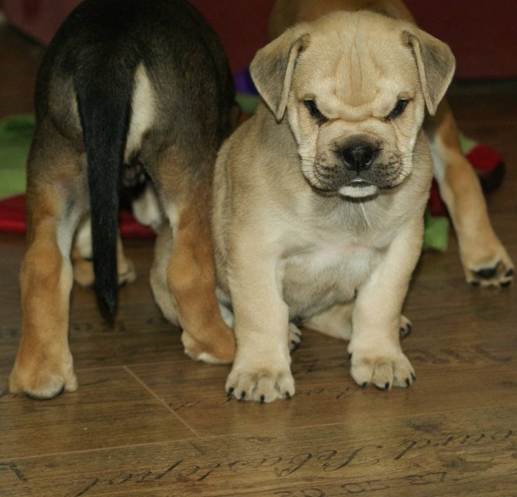 Порода кадебо тигровый