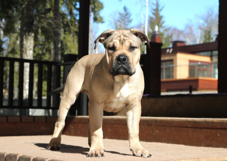 Испанский бульдог кадебо