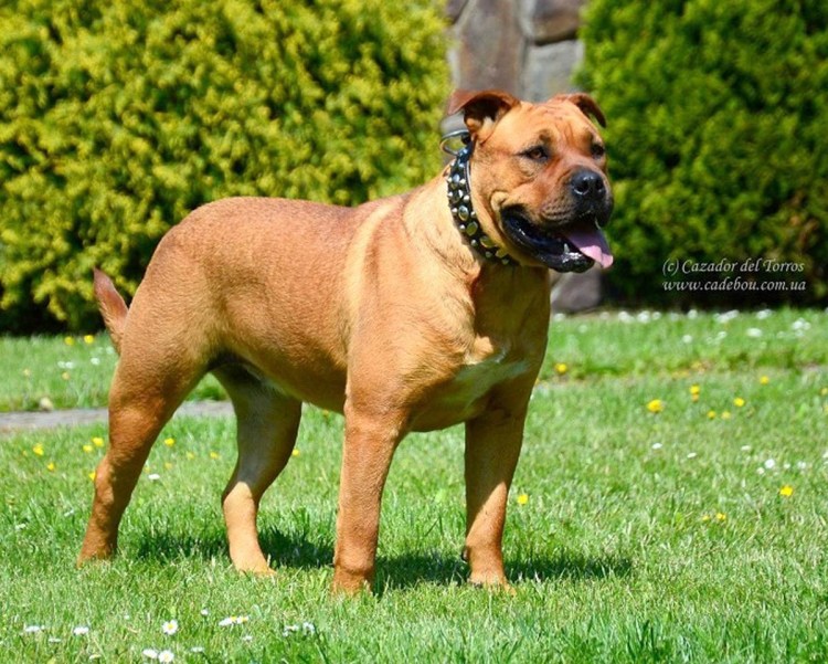 Испанский бульдог кадебо