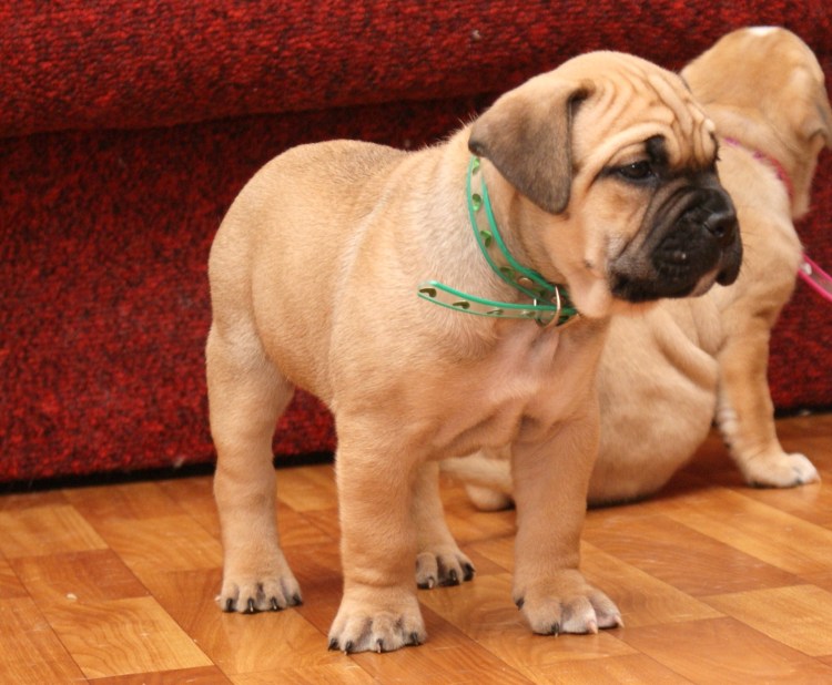 Бульдог кадебо