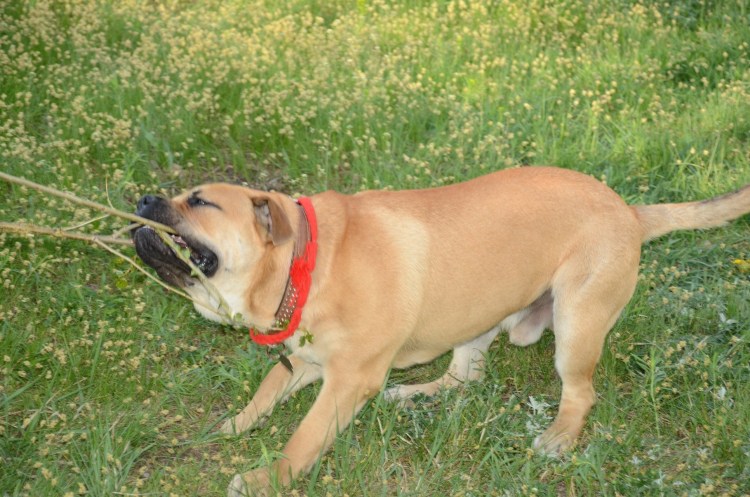 Ка де бо с лабрадором