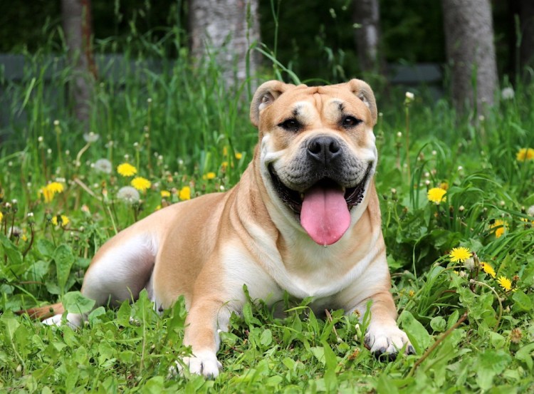 Бульдог кадебо