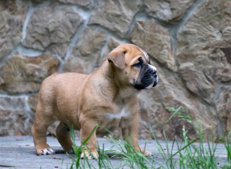 Испанский бульдог кадебо