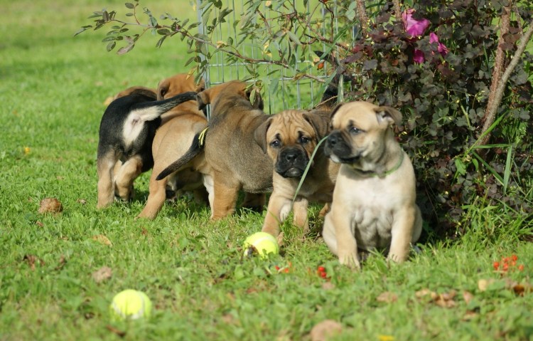 Мастиф кадебо