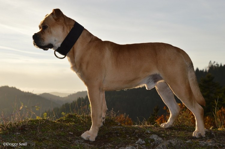 Испанский мастиф кадебо