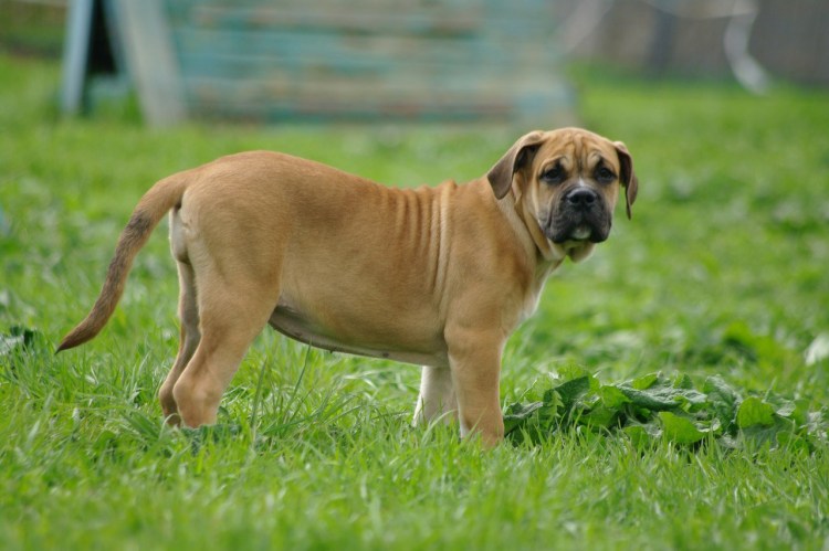 Ка де бо Молоссы