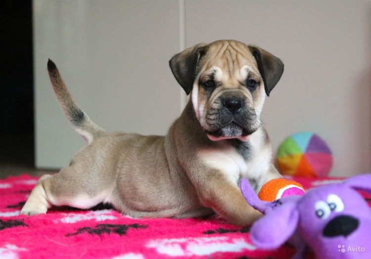 Кадебо порода собак черный