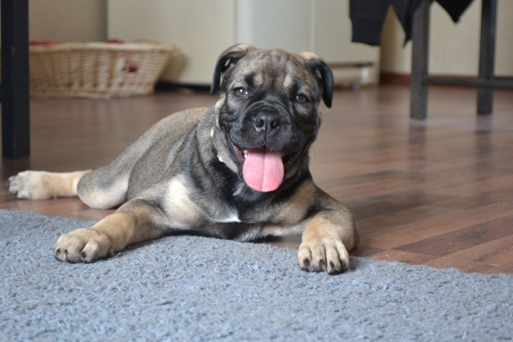 Фидель кадебо