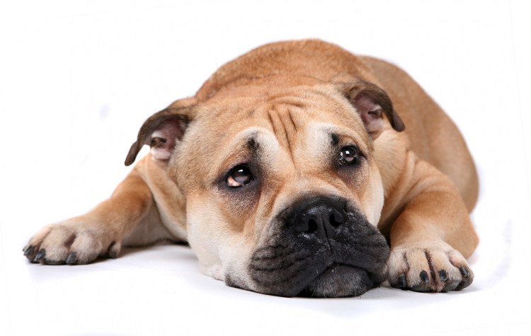 Кадебо собака