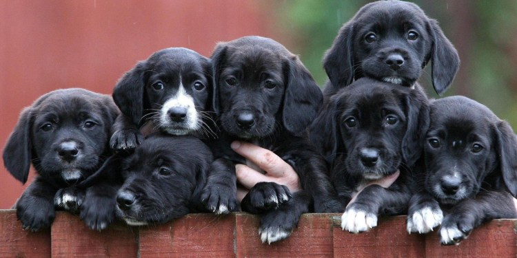 Порода собак Джек Рассел