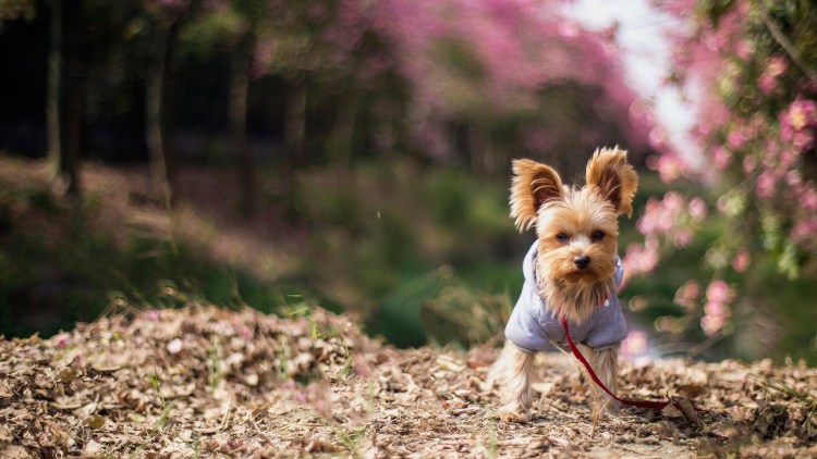Служебная собака Среднеазиатская овчарка