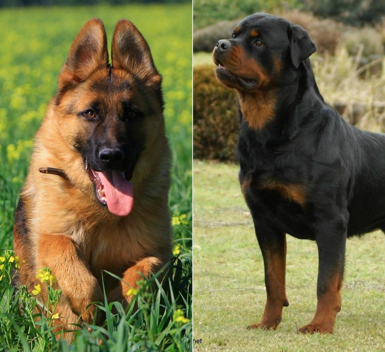 Ротвейлер и немецкая овчарка