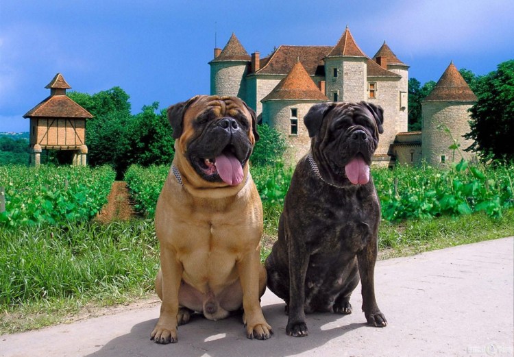 Английский бульдог ЗКС