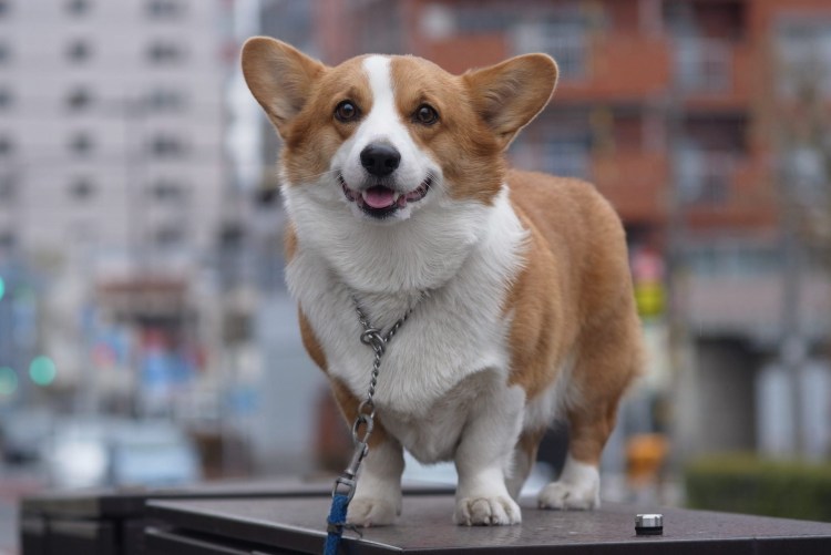 Вельш корги пемброк много