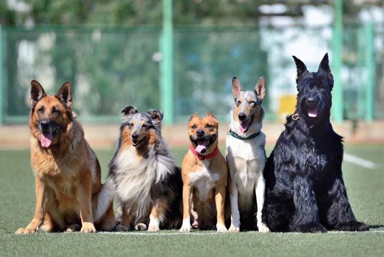 Порода собаки собаковод